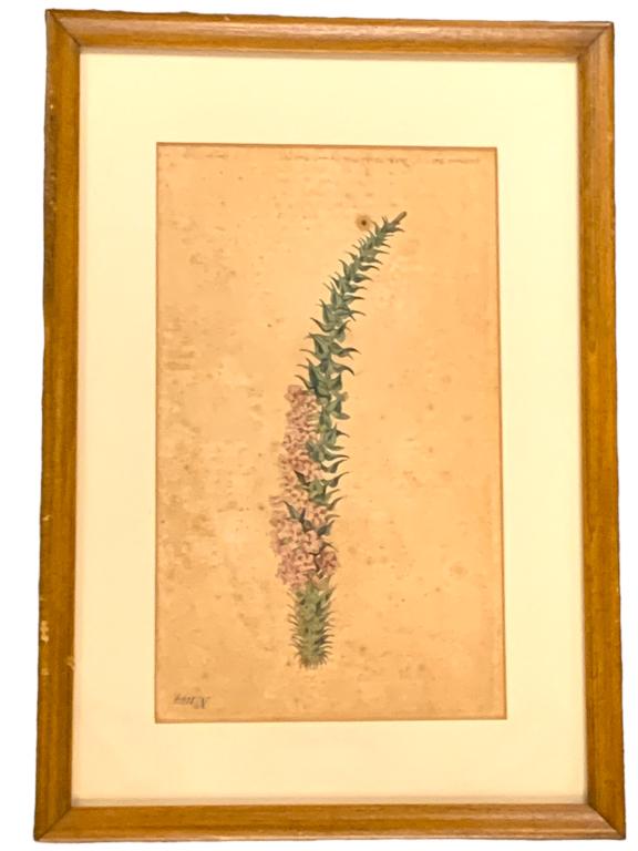 VTG FRAMED BOTANICAL PRINT  11.5" (1 of 1)