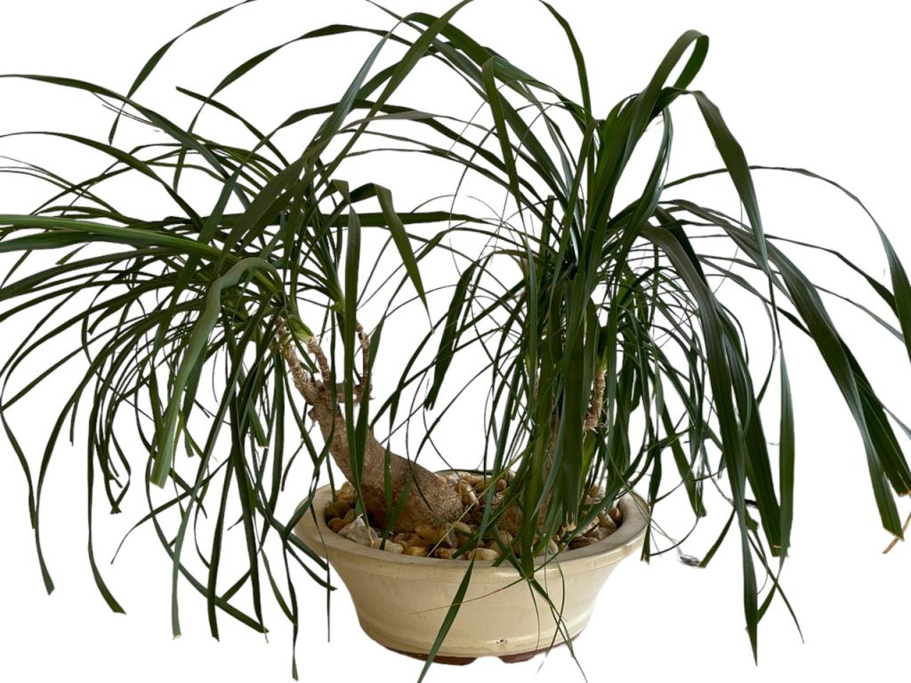 PALM BONSAI IN CERAMIC PLANTER 15" (1 of 4)