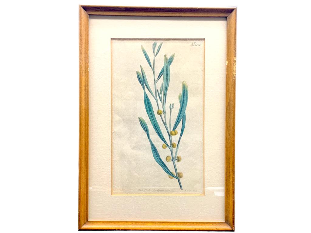 VTG FRAMED BOTANICAL PRINT 11.5" (1 of 2)