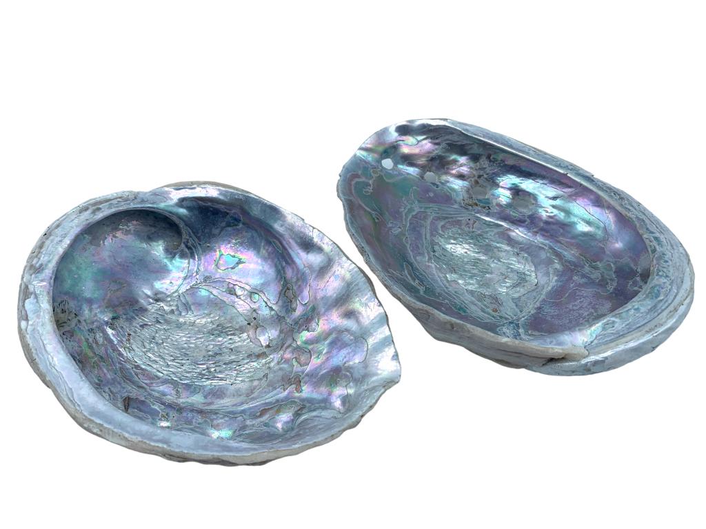 MEDIUM SIZE ABALONE SEA SHELLS (2) (1 of 5)