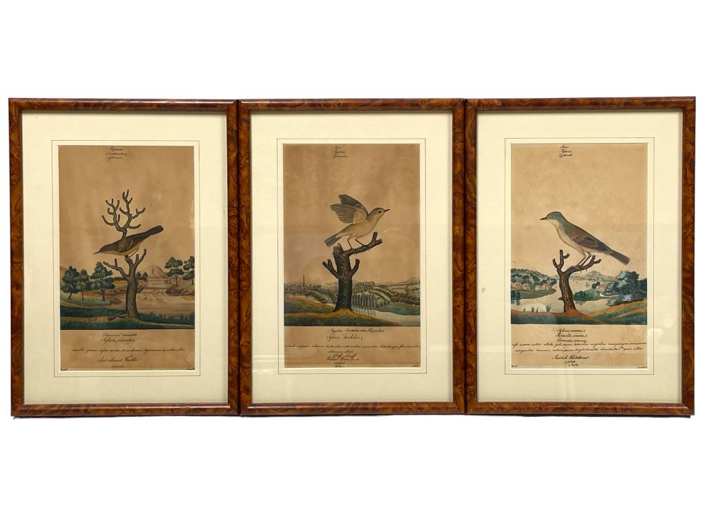 3 ANTIQUE STYLE AUDOBON BIRD DIAGRAM PRINTS 18" (1 of 6)