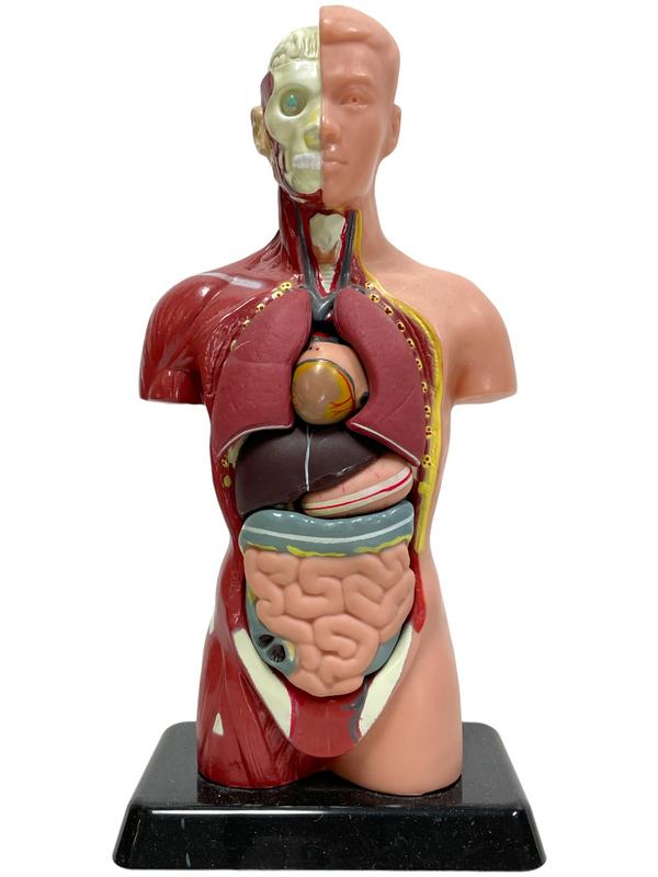 HUMAN ANATOMY FIGURINE WITH REMOVABLE ORGANS 10": VINTAGE HUMAN ANATOMY FIGURINE WITH REMOVABLE ORGANS-10" HEIGHT-GOOD PRE OWNED CONDITION-DP6723