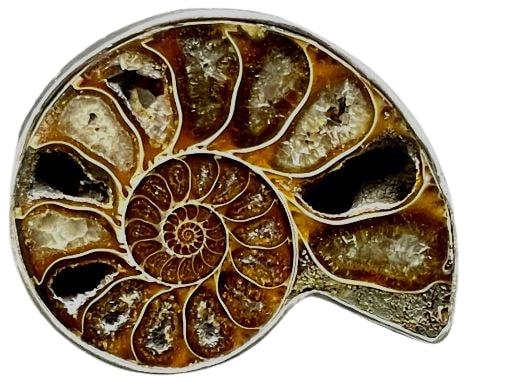 MID MOD STERLING SILVER SHELL RING W STONE (1 of 11)