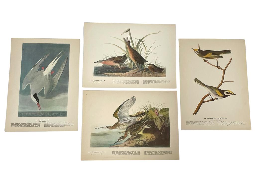 SET OF 4 VINTAGE AUDUBON BIRD PRINTS 12.5" (1 of 7)