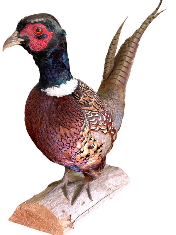 TAXIDERMY STANDING RING NECK PHEASANT (1 of 8)