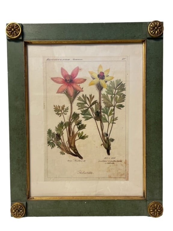 VINTAGE SCIENTIFIC ILLUSTRATION FLOWER PRINT (1 of 2)