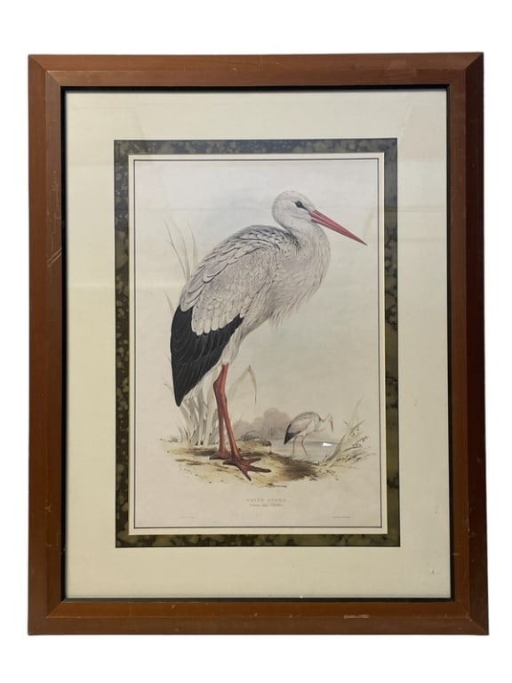 VINTAGE SCIENTIFIC BIRD ILLUSTRATION 33" (1 of 2)