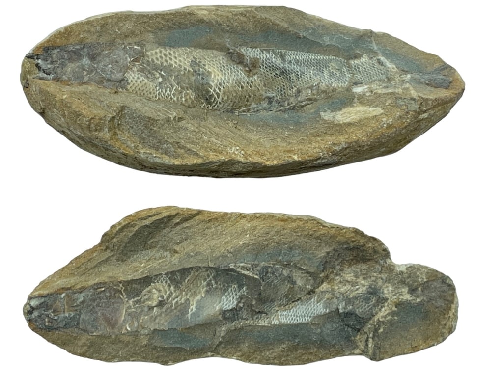 PREHISTORIC FISH FOSSIL (1 of 3)