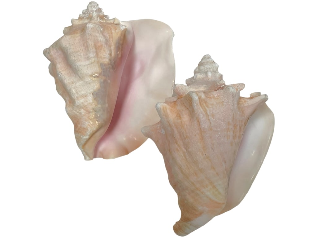 PAIR OF LRG FLORIDA COAST CONCH SHELLS (2) (1 of 3)