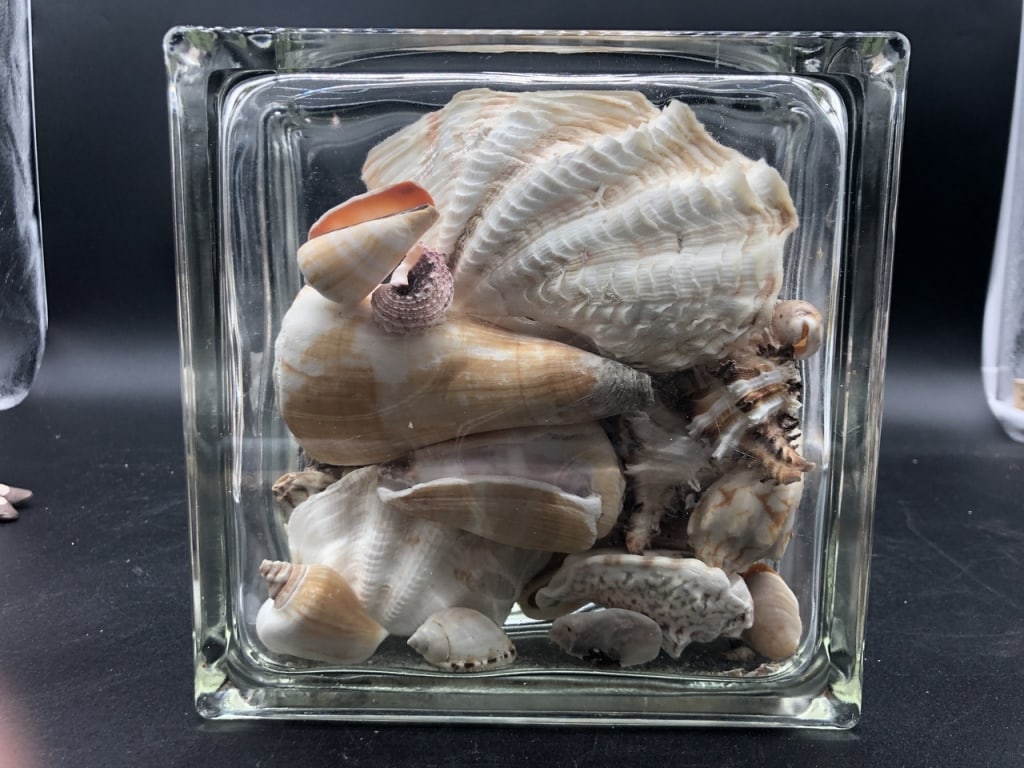 SEA SHELLS IN GLASS BLOCK: SEA SHELLS IN GLASS BLOCKSHELLING IS SUCH A WONDERFUL PASS TIME...