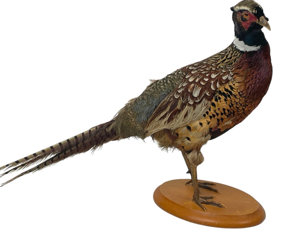MOUNTED TAXIDERMY PHEASANT 28" (1 of 5)