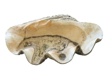 MONUMENTAL GIANT SOUTH PACIFIC CLAM SHELL 27"