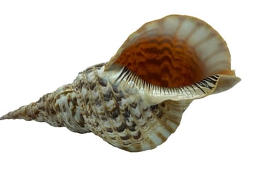 GIANT TRITON TRUMPET SEA SNAIL SHELL 15"
