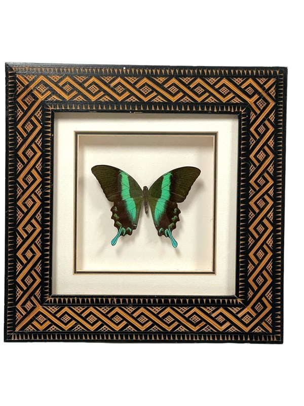 PAPILIO BLUMEI, BLUE-GREEN SWALLOWTAIL BUTTERFLY (1 of 2)