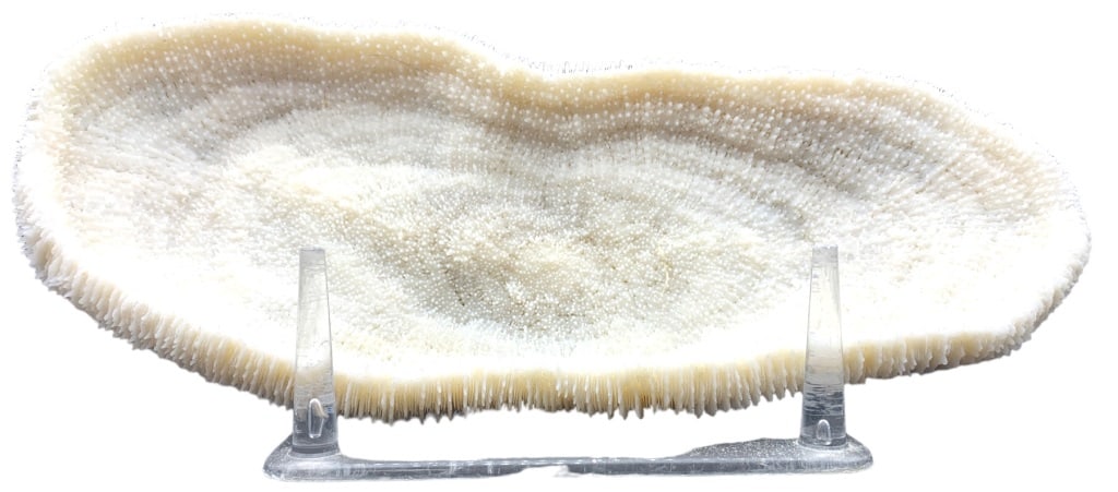 NATURAL CORAL SEA WHITE CORAL AQUARIUM (1 of 3)