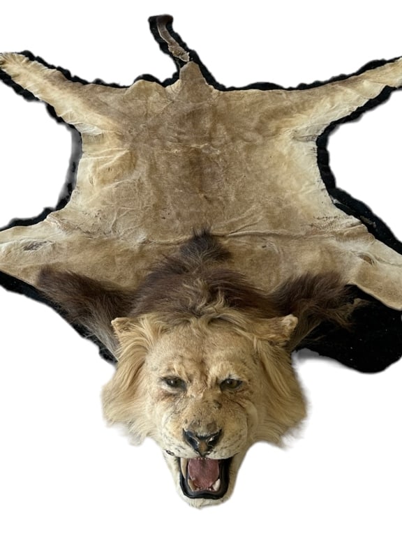 AFRICAN LION SKIN TAXIDERMY RUG 114" (1 of 7)