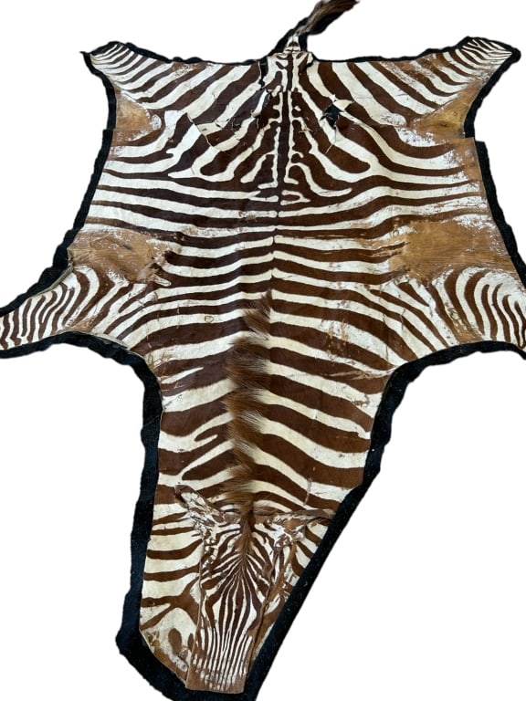 AUTHENTIC TAXIDERMY ZEBRA SKIN RUG 120" (1 of 8)