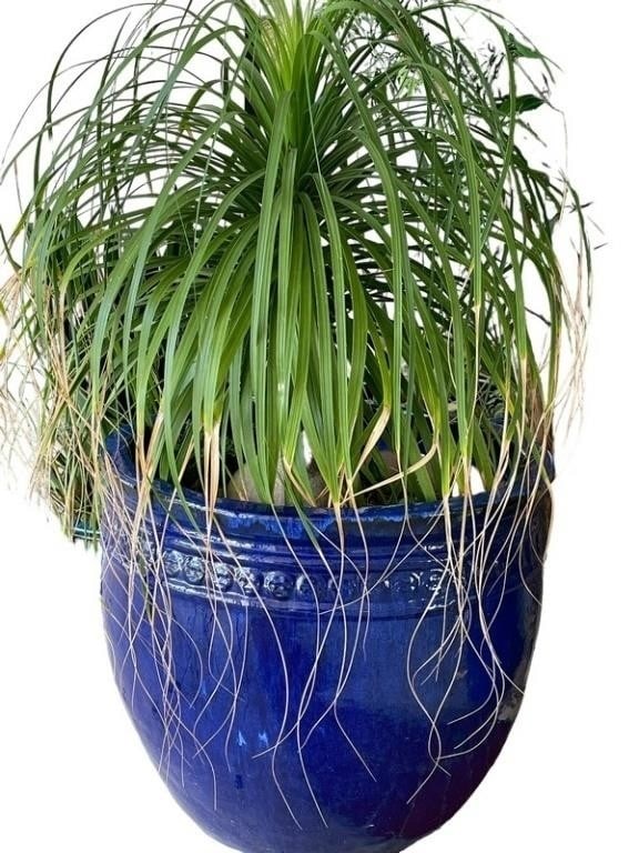 LARGE RIVIERA BLUE GLAZE OUTDOOR PLANTER 29" (1 of 3)
