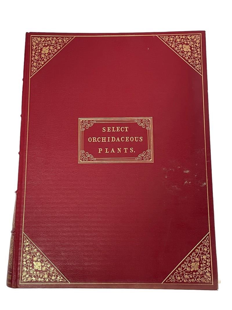 LARGE PORTFOLIO OF ORCHIDACEOUS PLANTS PRINTS 17" (1 of 8)