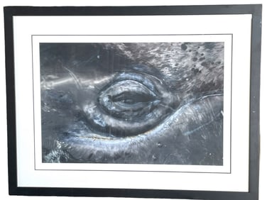 SIGNED B/W NATURE ANIMAL PHOTO PRINT 33"