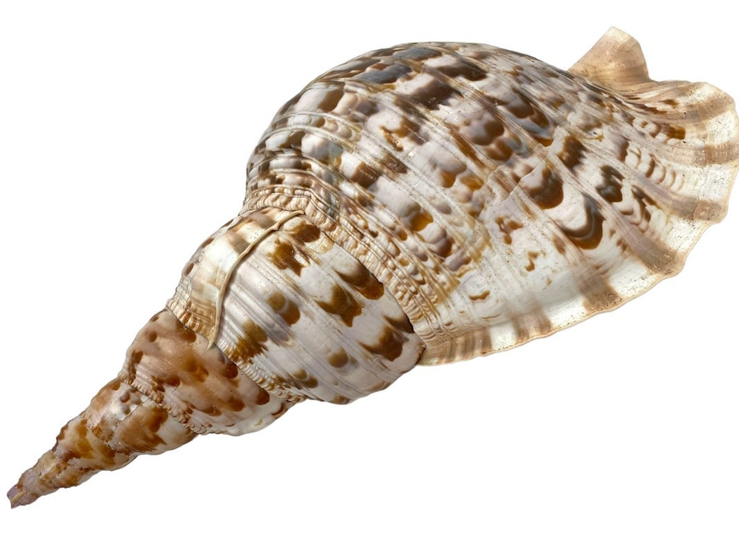 LARGE TRITON COASTAL SEA SHELL 16" (1 of 5)