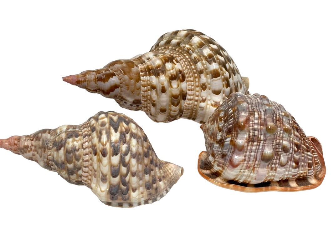3 LARGE COASTAL TRITON SEASHELLS 10" (1 of 5)