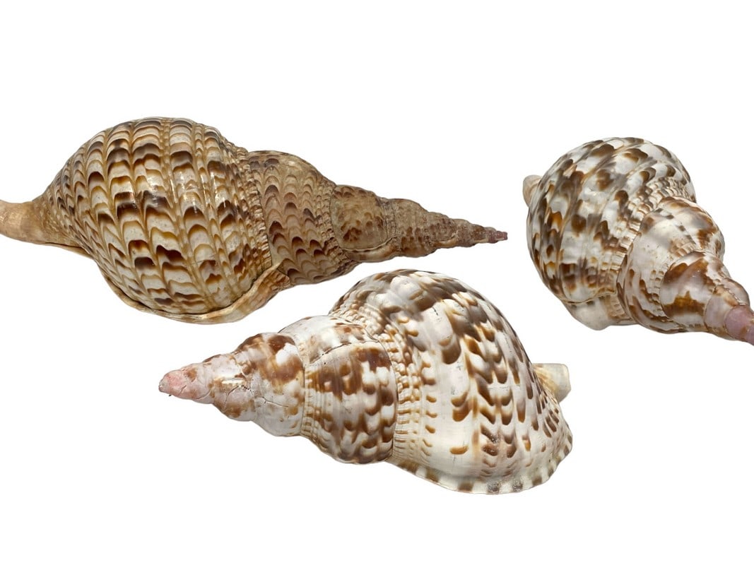 SET OF 3 LARGE COASTAL TRITON SEASHELLS (1 of 5)