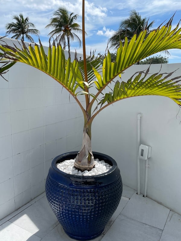 LARGE GLAZED CERAMIC WAFFLE GARDEN POT W TREE 24" (1 of 2)
