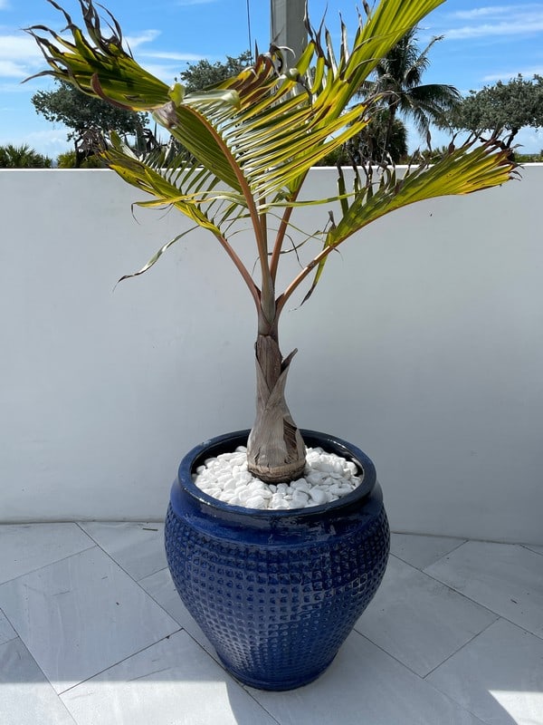 LARGE GLAZED CERAMIC WAFFLE GARDEN POT W TREE 24" (1 of 2)