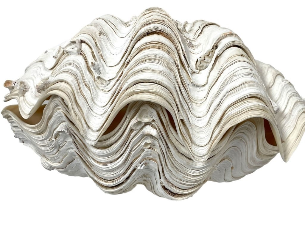 MONUMENTAL NATURAL GIANT CLAM SHELL SPECIMEN 20" (1 of 8)
