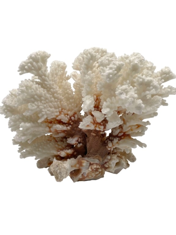 WHITE BROWN STEM CORAL 8" (1 of 5)