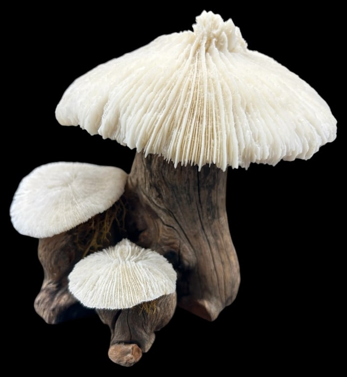 VINTAGE 1960s CORAL & PETRIFIED WOOD SCULPTURE (1 of 5)