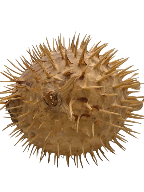 PUFFER FISH BLOW FISH SKELETON DRIED 8" X 7" (1 of 6)