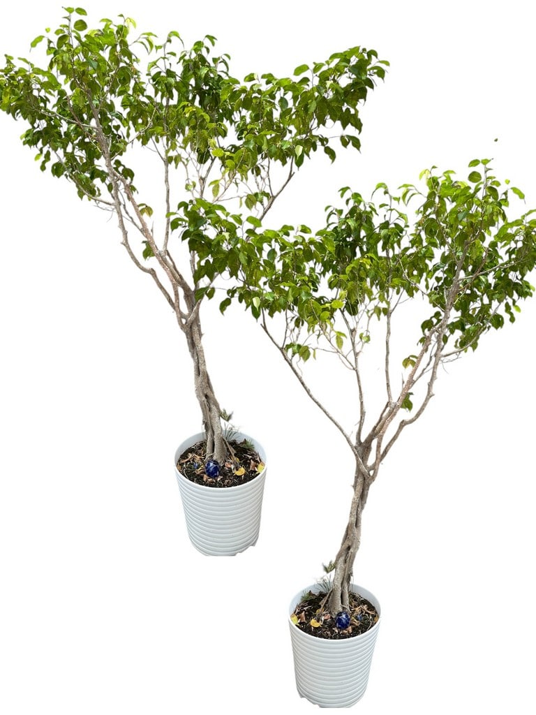 PAIR OF FICUS BENJAMINA TREES IN CERAMIC PLANTERS (1 of 2)