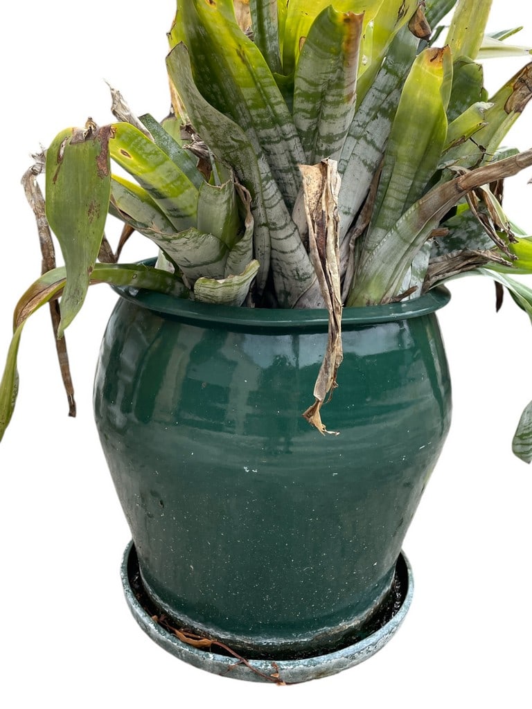 LARGE CERAMIC OUTDOOR PLANTER W PLANT 16" (1 of 4)