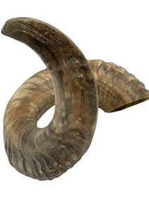 LARGE NATURAL RAM'S HORN SHOFAR 10"