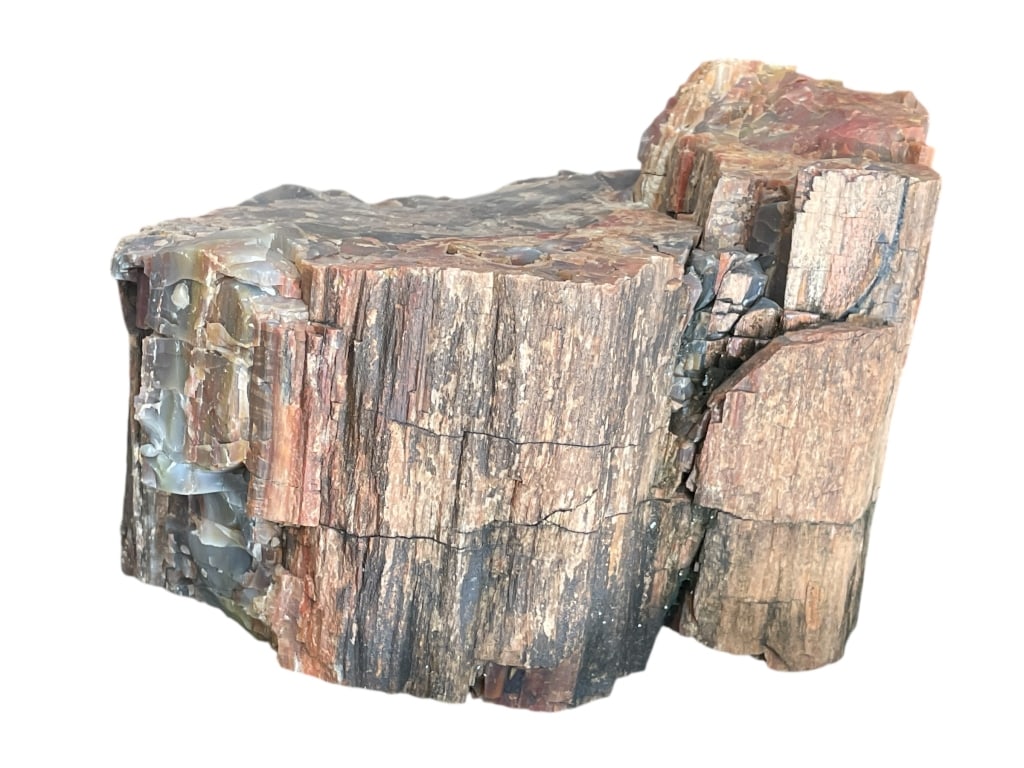 LARGE PETRIFIED WOOD SPECIMEN 11" (1 of 3)