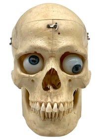 HUMAN ANATOMICAL MODEL SKULL WITH GLASS EYES