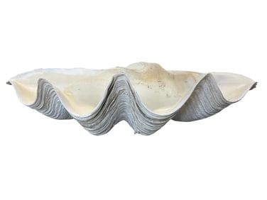 GIANT WHITE CLAM SHELL 25"