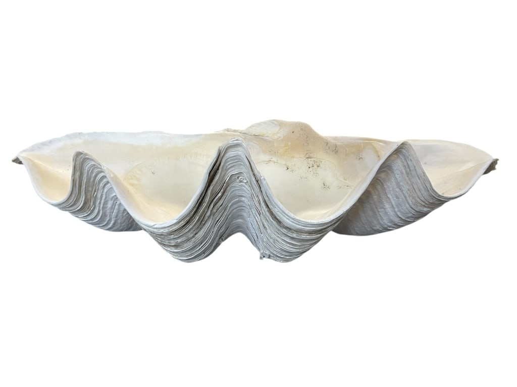 GIANT WHITE CLAM SHELL 25" (1 of 5)