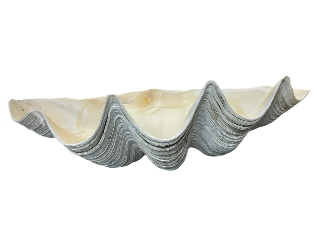 GIANT WHITE CLAM SHELL 24" (1 of 5)