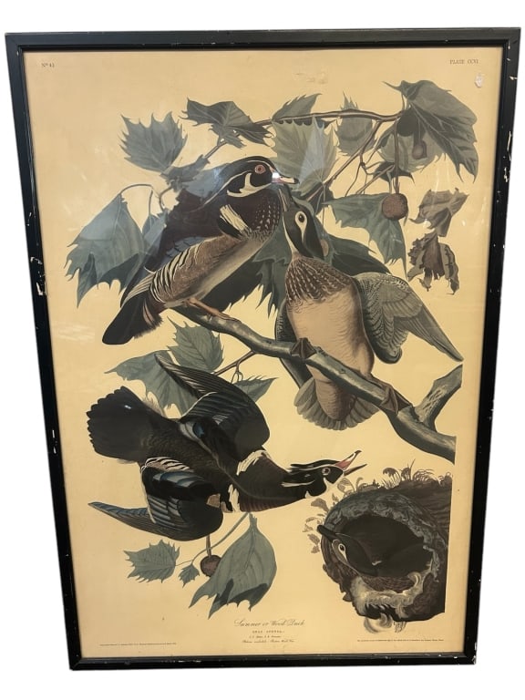 JOHN JAMES AUDUBON “SUMMER OR WOOD DUCK?? 34" (1 of 3)