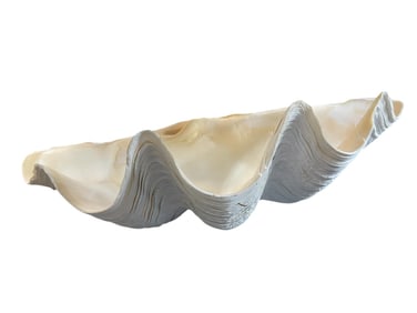 GIANT WHITE CLAM SHELL 23"