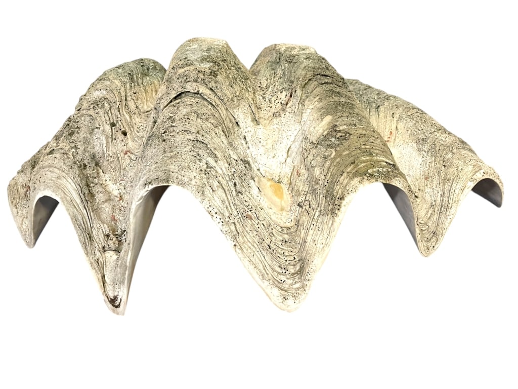 GIANT NATURAL TRIDACNA GIGAS CLAM SHELL (1 of 12)