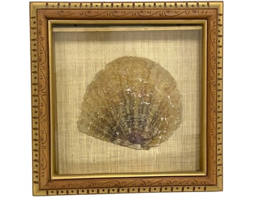 FRAMED NATURAL SCALLOP SHELL SHADOWBOX 15"