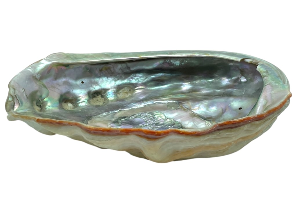 LARGE NATURAL ABALONE SHELL 7.5" (1 of 7)