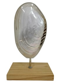 LARGE POLISHED SHELL ON WOOD DISPLAY STAND