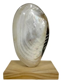 LARGE POLISHED SHELL SCULPTURE ON WOOD STAND