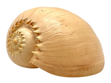LARGE POLISHED SEA SHELL 9.5"