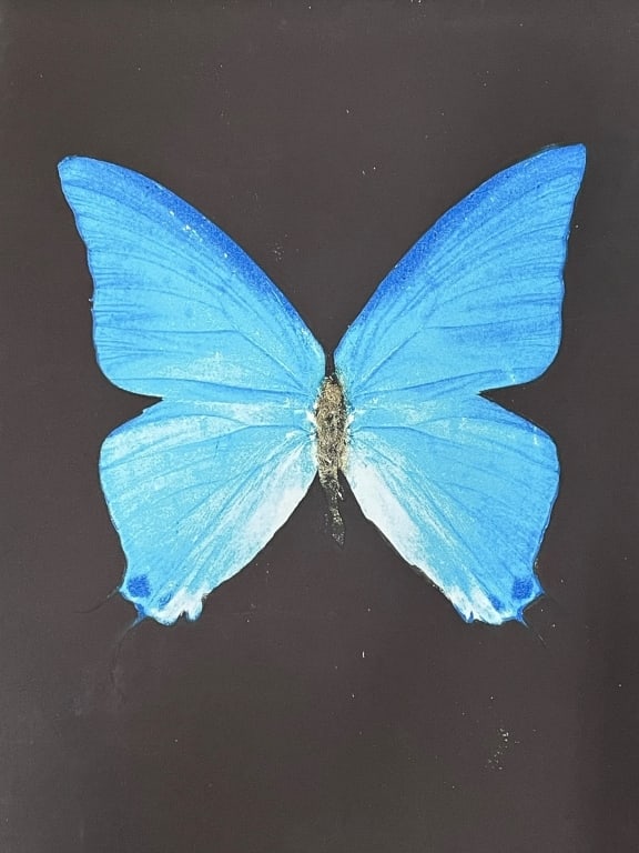 DAMIEN HIRST–STYLE BUTTERFLY PRINT 30": LITHOGRAPH OF BLUE BUTTERFLY ON BLACK ARCHIVAL PAPER – STRIKING CONTEMPORARY LITHOGRAPH DEPICTING A BRILLIANT BLUE BUTTERFLY, CENTERED AGAINST A DEEP BLACK BACKGROUND. PRINTED ON HEAVYWEIGHT ARCHIVA